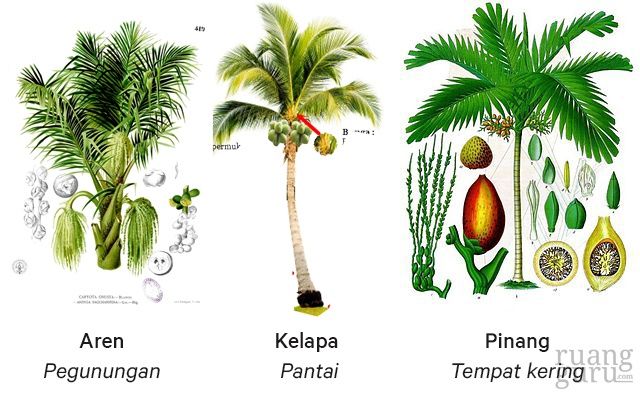 Mengenal Tingkatan, Contoh Keanekaragaman Hayati & Manfaatnya | Biologi ...